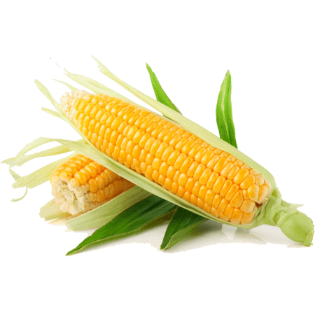 Maize
